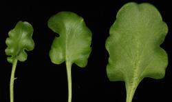 Cardamine sinuatifolia. Terminal leaflet of rosette leaves.
 Image: P.B. Heenan © Landcare Research 2019 CC BY 3.0 NZ